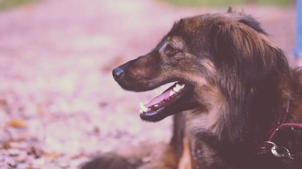 Gsd Yorkie Mix Grooming