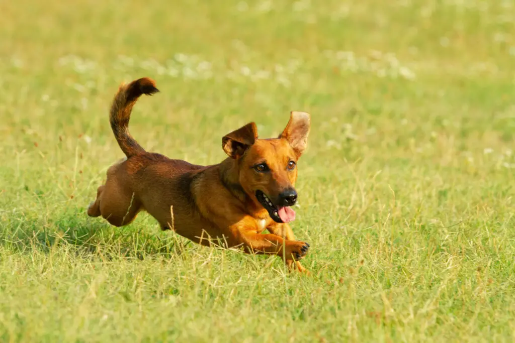 German Shepherd Chihuahua Mix Puppy 