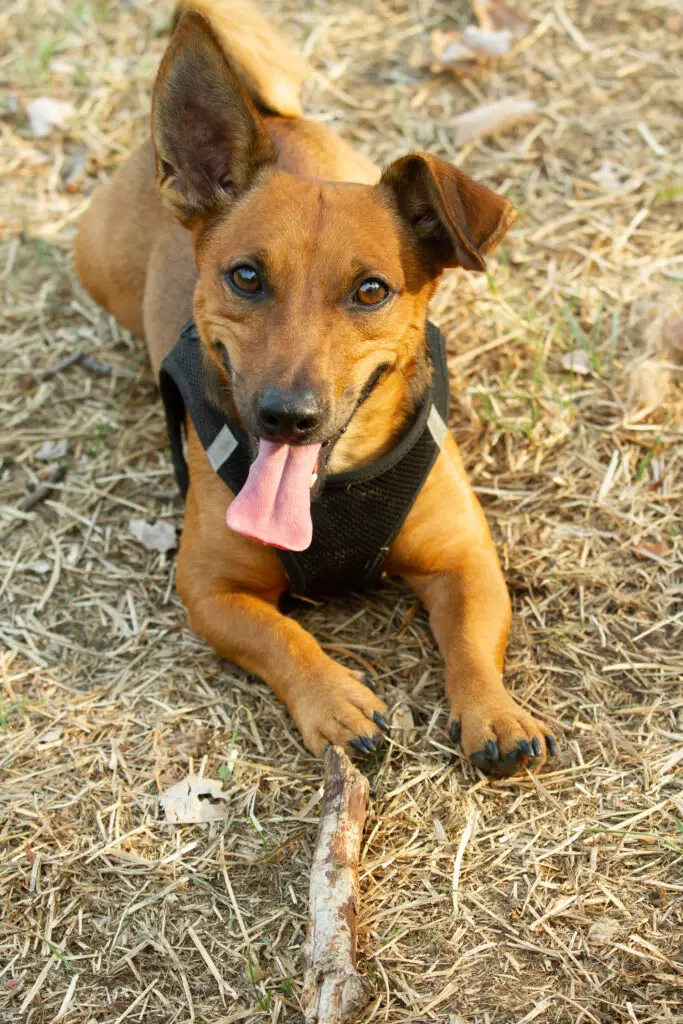 Appearance Of The German Shepherd Chihuahua Mix