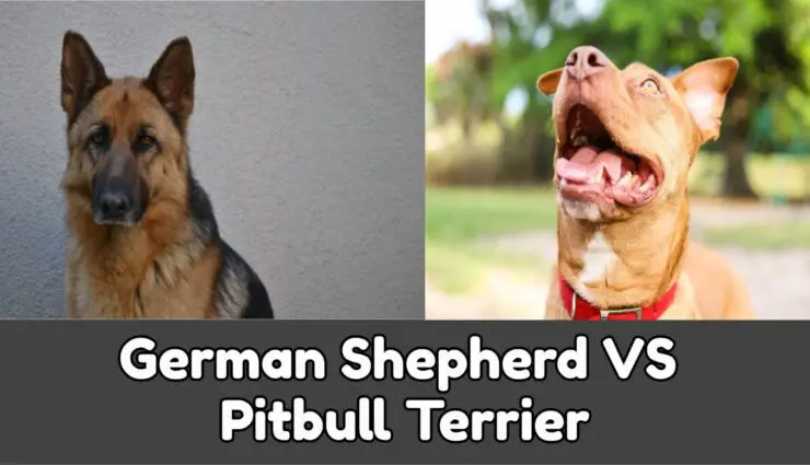 German Shepherd VS Pitbull Terrier