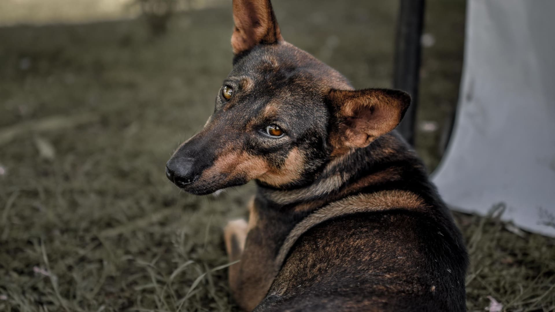 German Shepherd Shih Tzu Mix - Can A German Shepherd Mate With A Shih ...