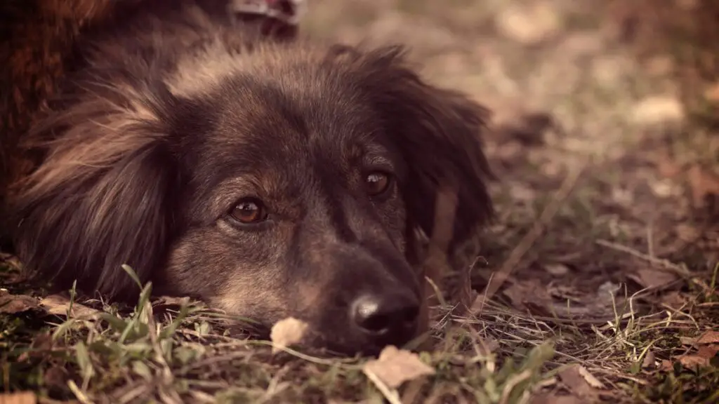 German Shepherd Puppy Care