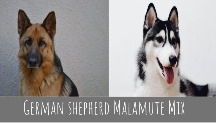 German shepherd Malamute Mix