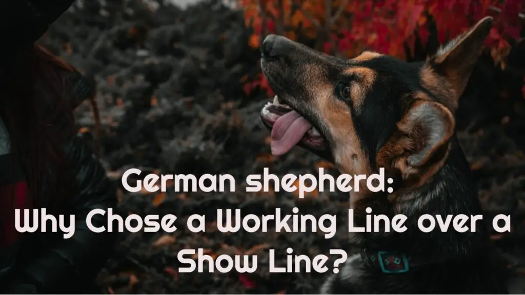 German Shepherd Why Chose A Working Line Over A Show Line