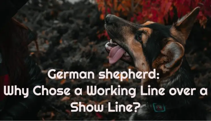 German shepherd Why Chose a Working Line over a Show Line