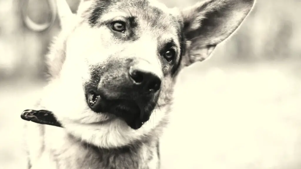 Adorable German Shepherd Head Tilt