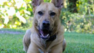 German Shepherd In Heat