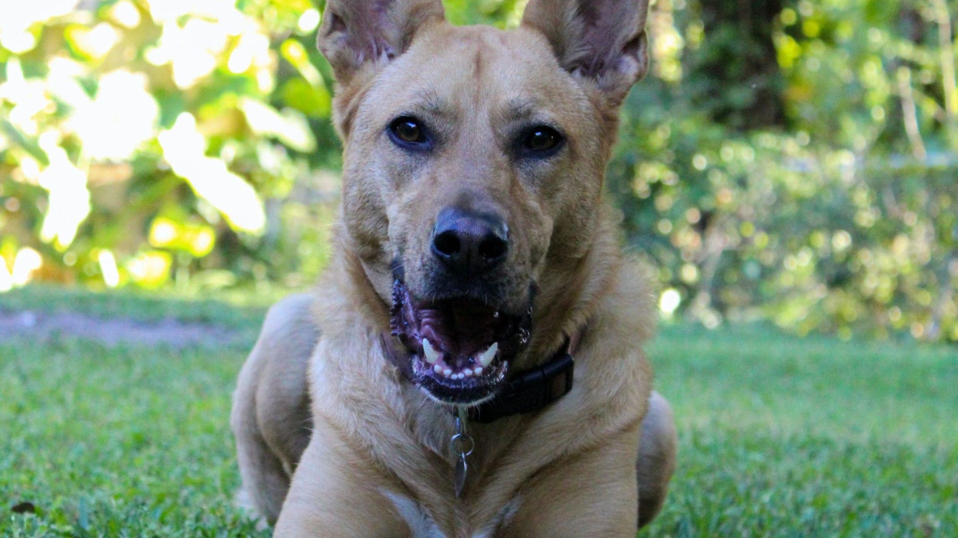 How long does a German Shepherd bleed during the heat?