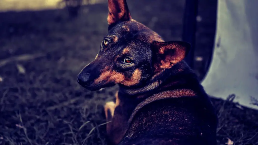 German Shepherds Tilt Head