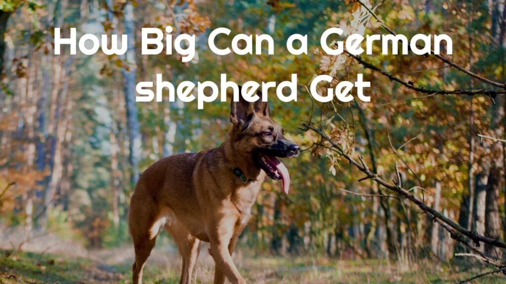 How Big Can A German Shepherd Get