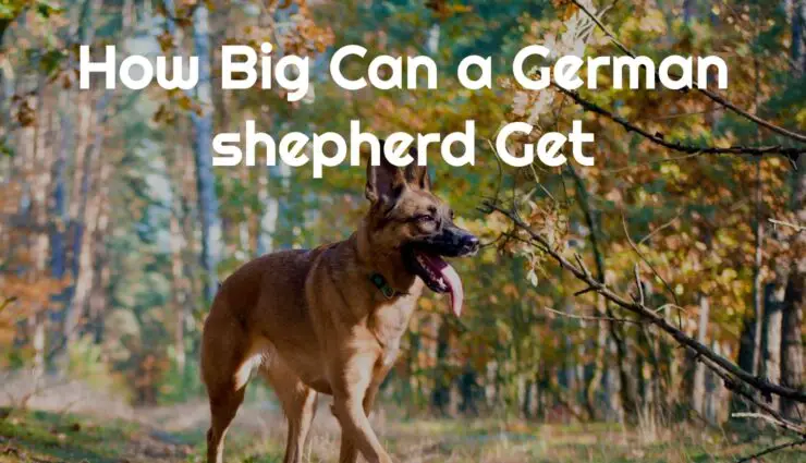 How Big Can a German shepherd Get