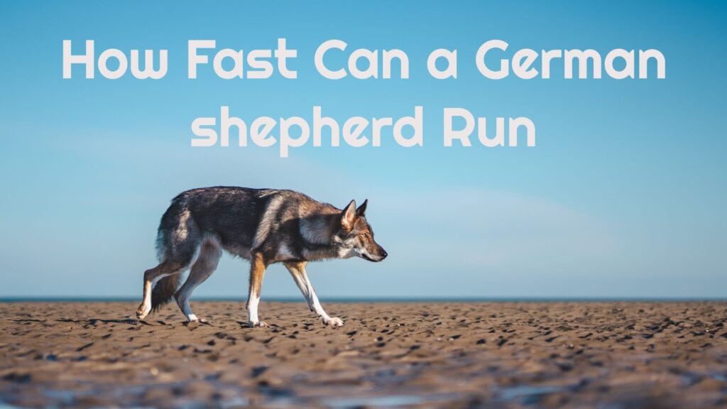 How Fast Can A German Shepherd Run