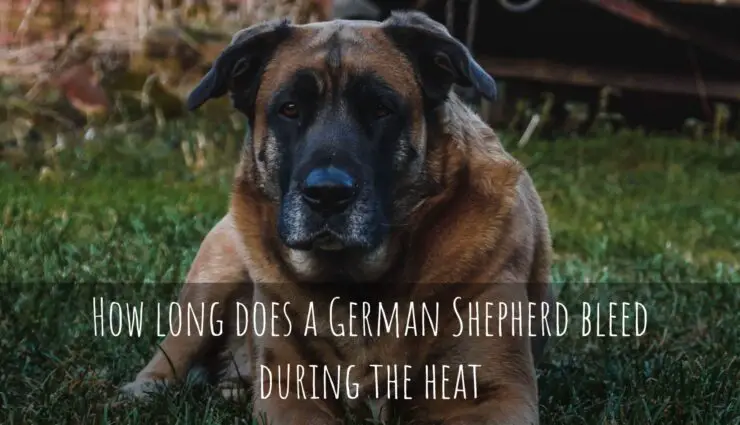 How long does a German Shepherd bleed during the heat