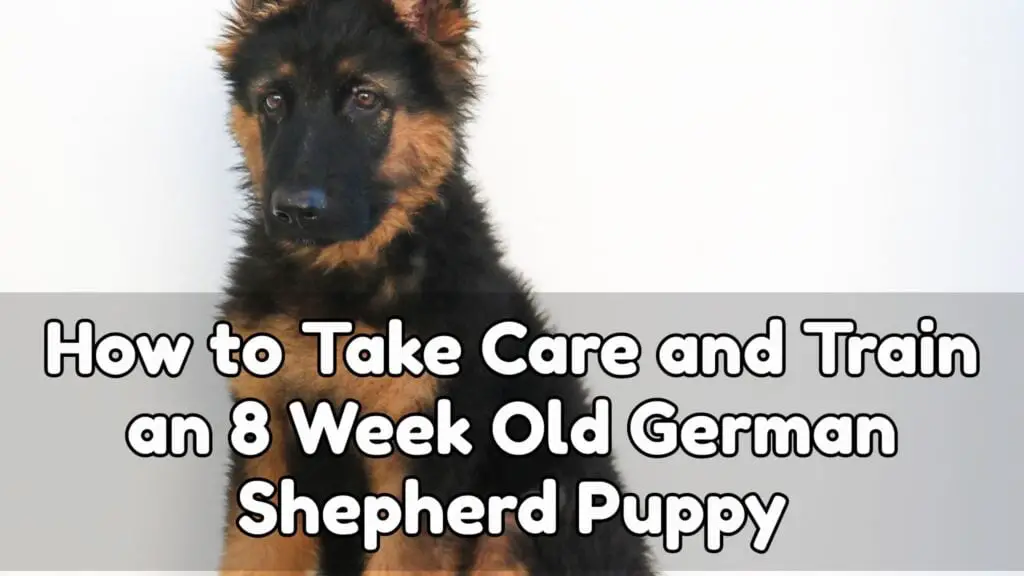 How To Take Care And Train An 8 Week Old German Shepherd Puppy