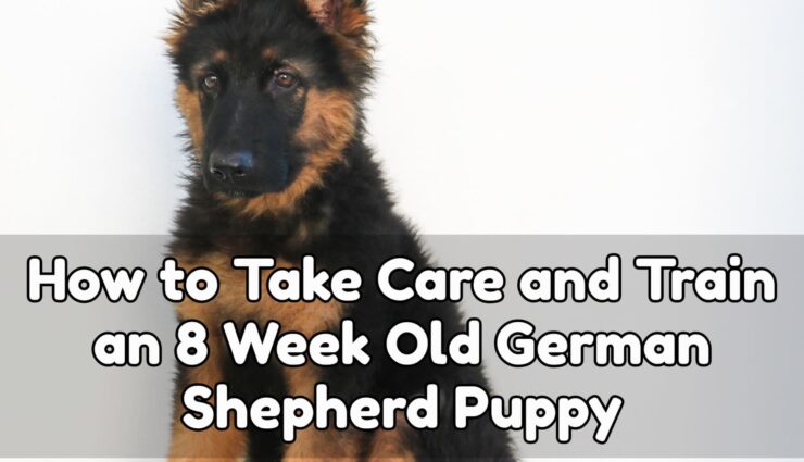 How to Take Care and Train an 8 Week Old German shepherd Puppy