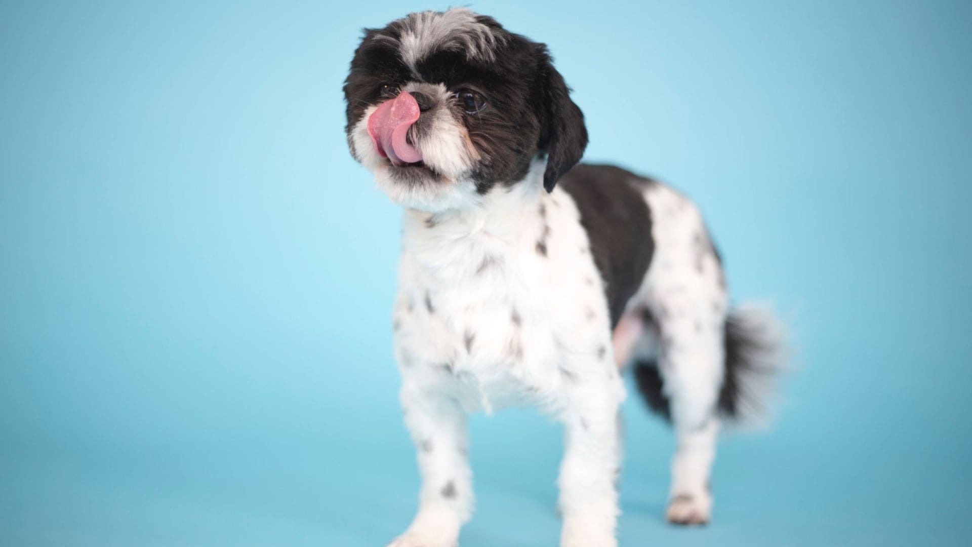 Cuantas veces come un cachorro de 2 meses