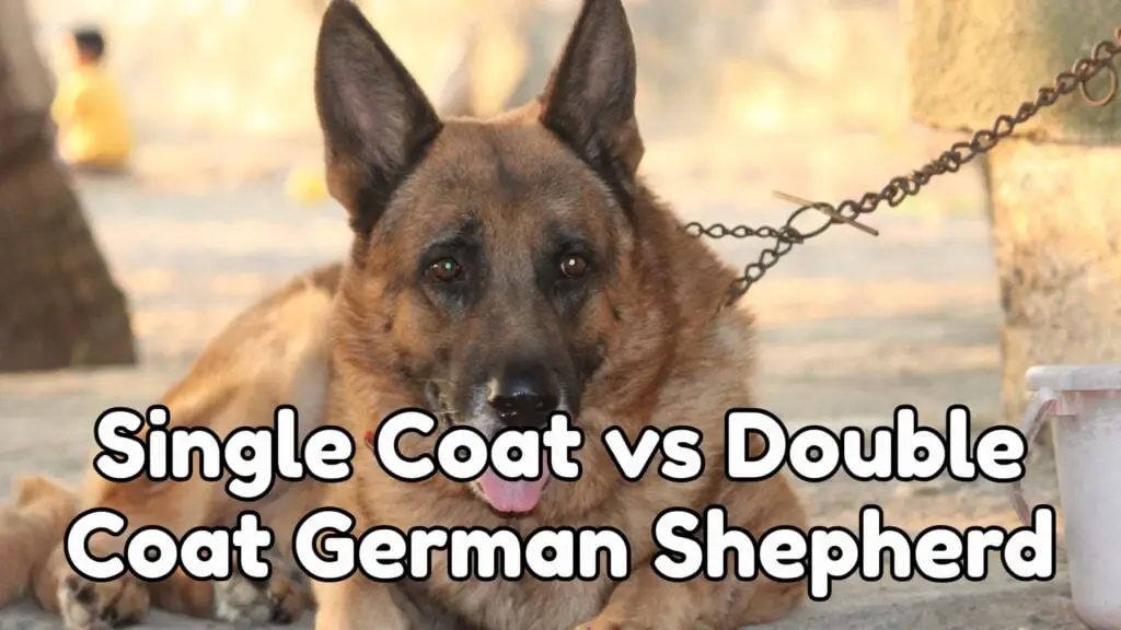 German Shepherd Double Coat