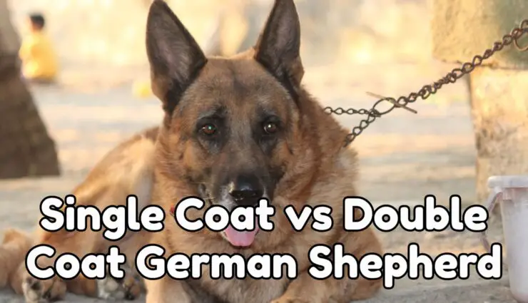 German shepherd double coat