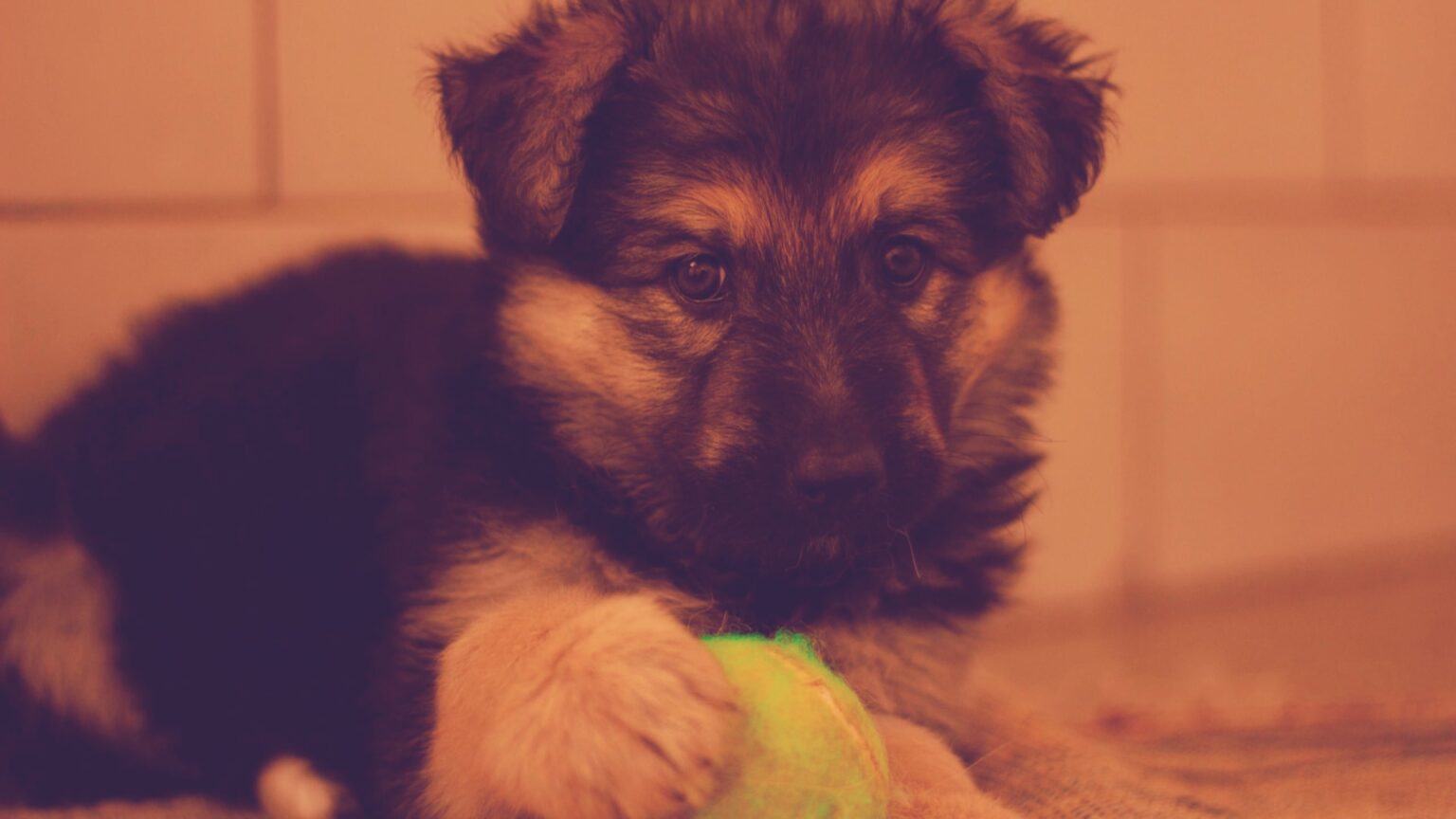 8 Week Old German Shepherd Puppy Care And Training Guide All About