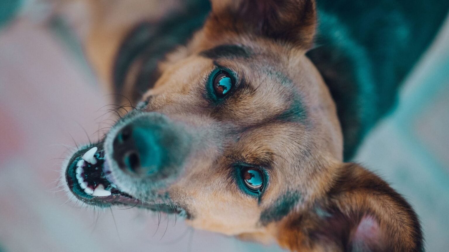 How long does a German Shepherd bleed during the heat?