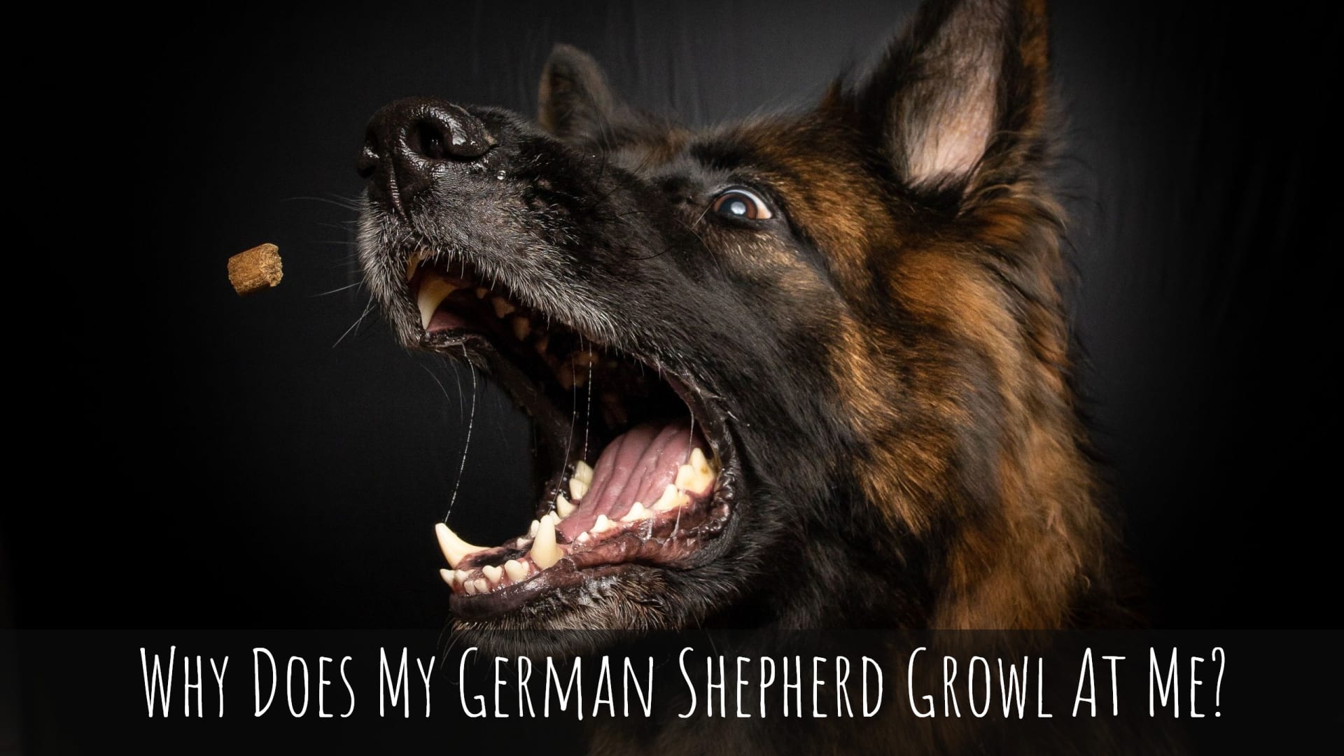 german shepherd growl