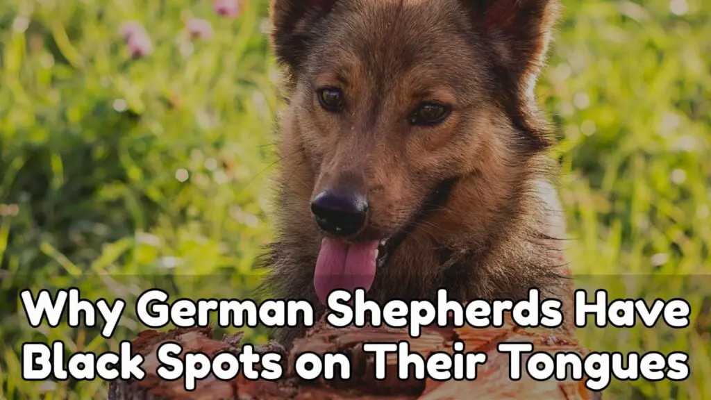 Why German Shepherds Have Black Spots On Their Tongues