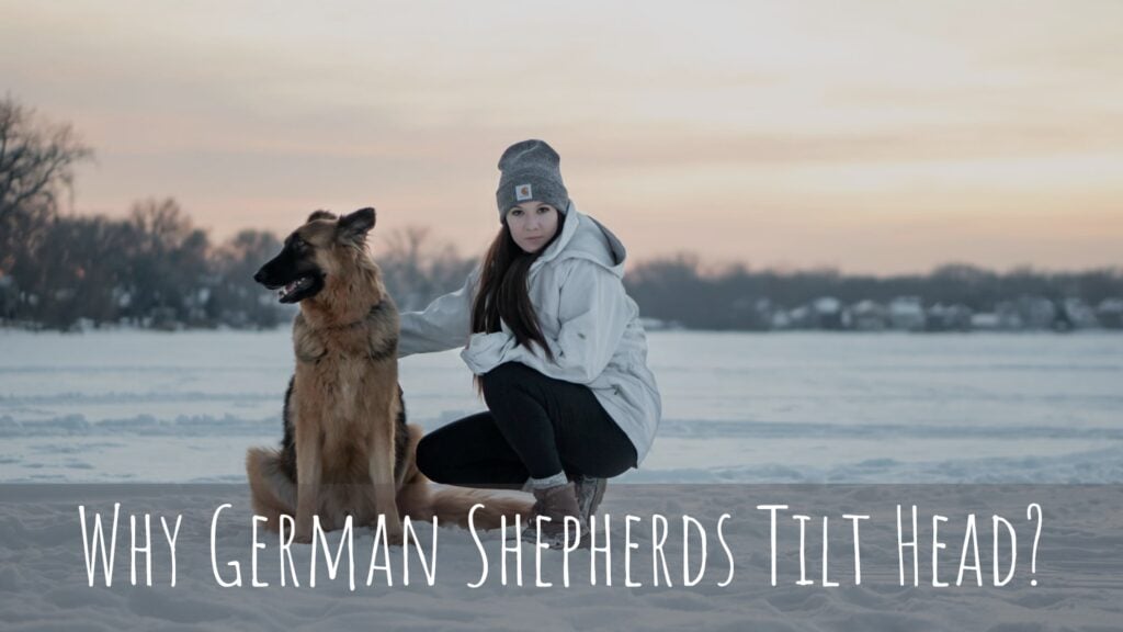Why German Shepherds Tilt Head