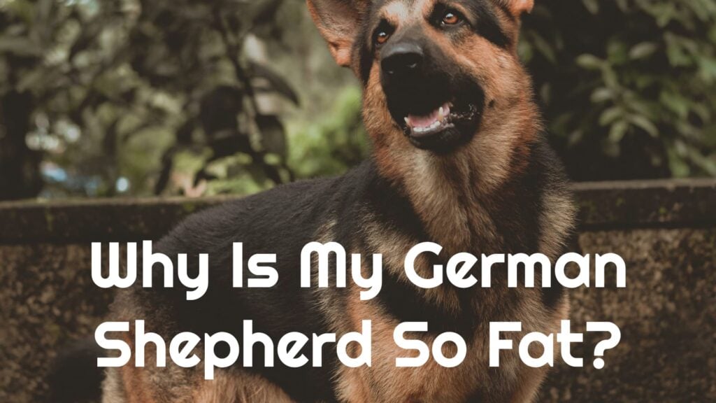 Why Is My German Shepherd So Fat