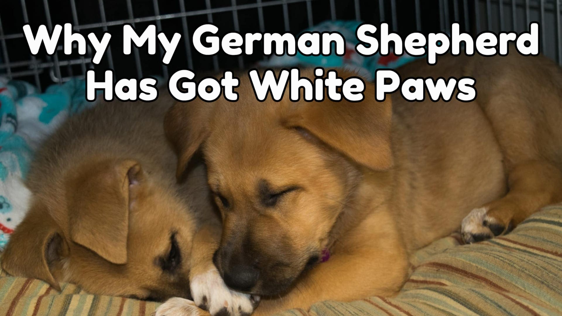 Why My German Shepherd Has Got White Paws