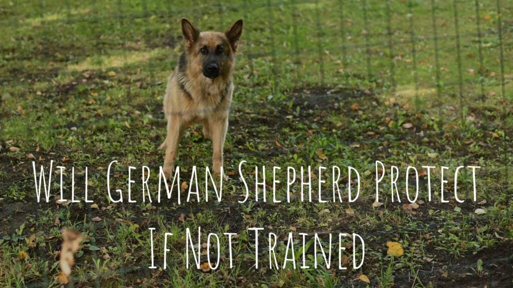 Will German Shepherd Protect If Not Trained