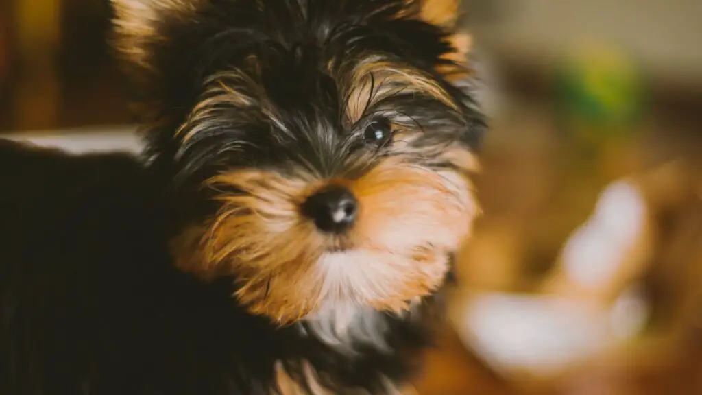 Yorkshire Terrier