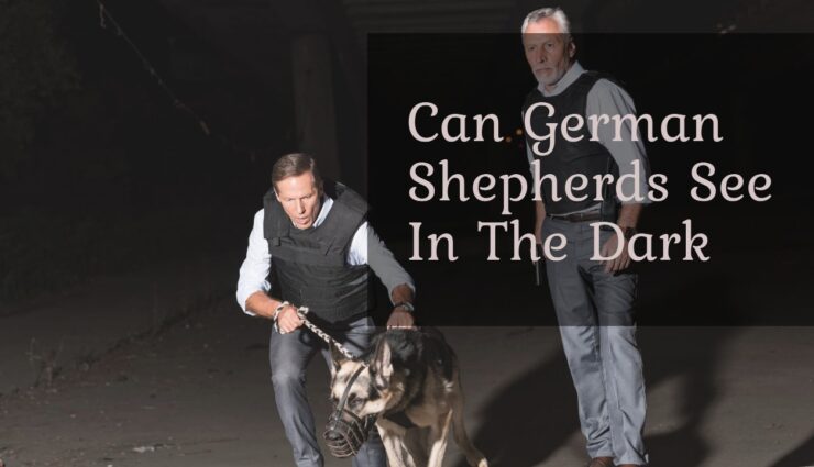 Can German Shepherds See In The Dark