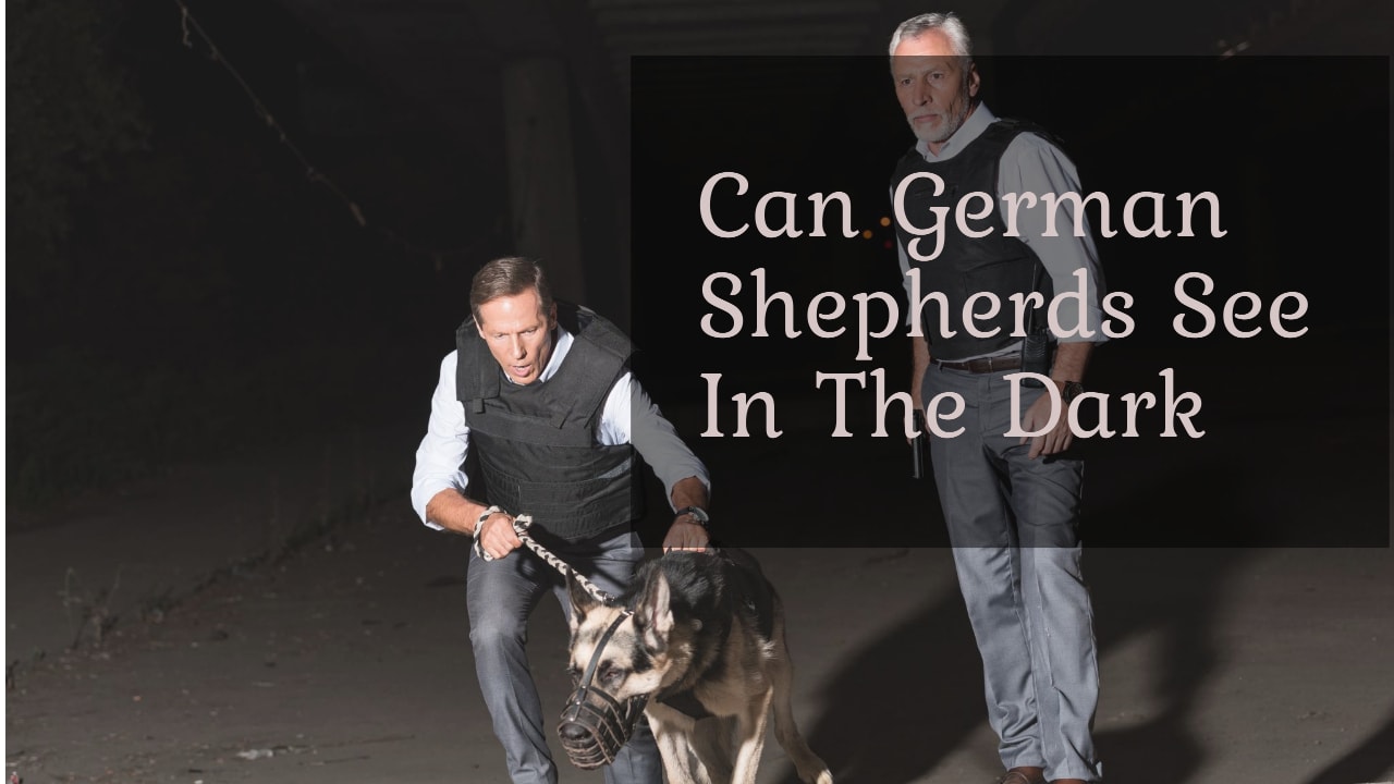 Can German Shepherds See In The Dark