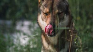 Your German Shepherd Is Feeding On Human Food