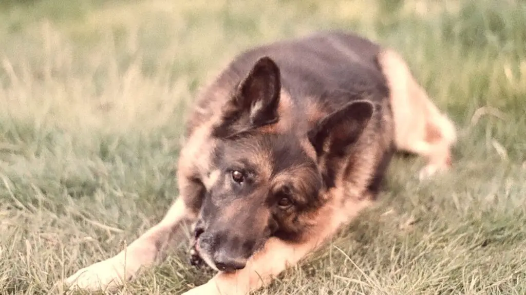 Adorable German Shepherd