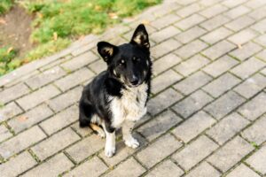 German Shepherd Alaskan Malamute Mix