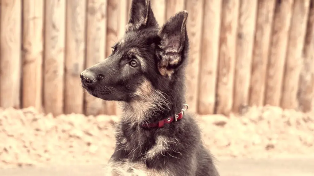 Crate Training Your German Shepherd Puppy