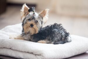 Yorkie German Shepherd Mix