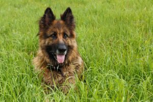 Why Do German Shepherds Eat Grass