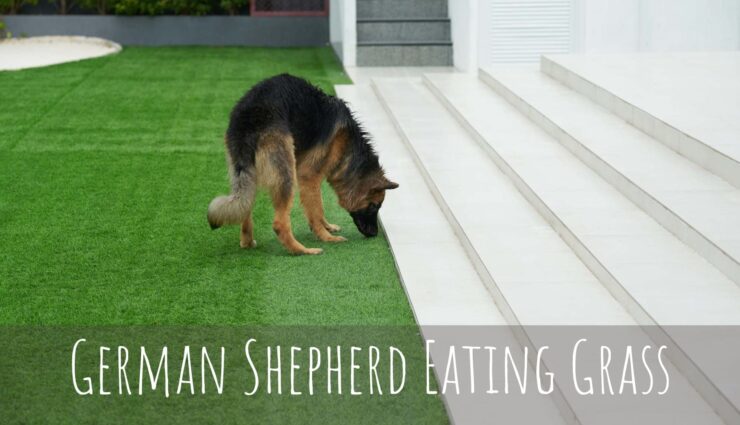 german shepherd eating grass