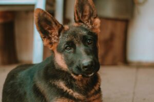 German Shepherd Living In An Apartment