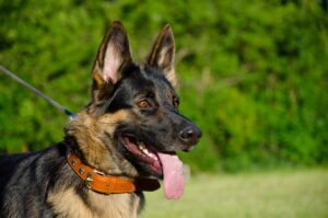 Can A German Shepherd Mate With A Malamute?