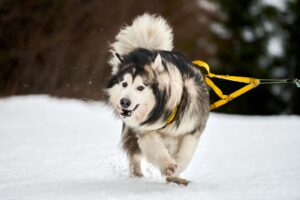 Alaskan Malamute And German Shepherd Mix