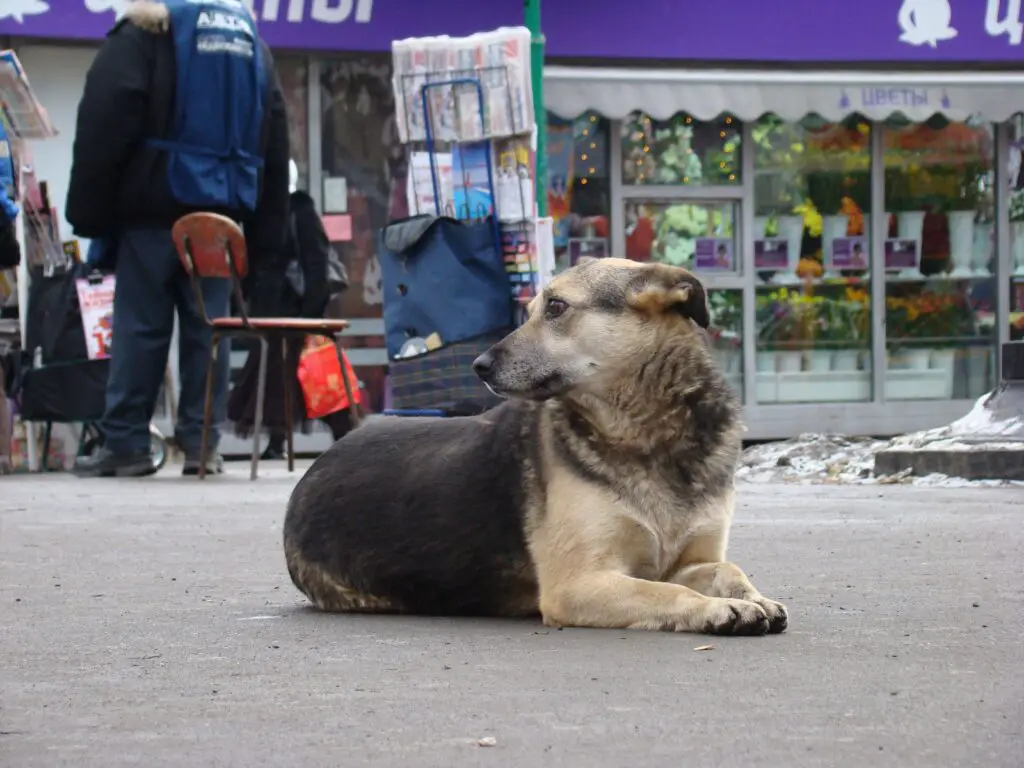 Malamute German Shepherd Mix