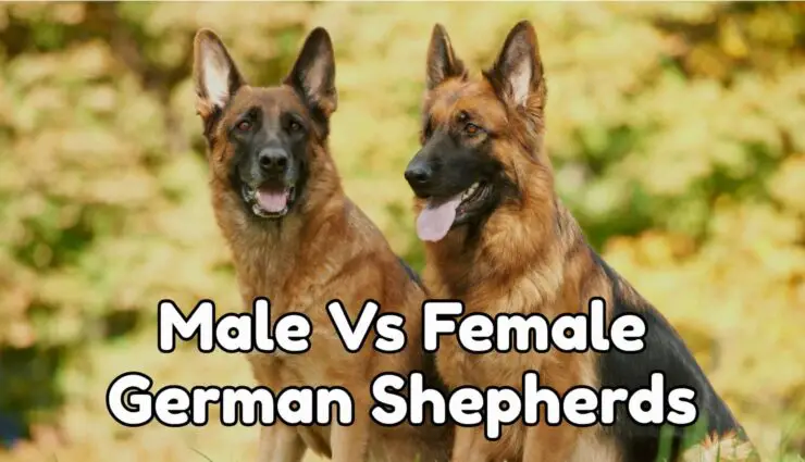 male vs female german shepherds