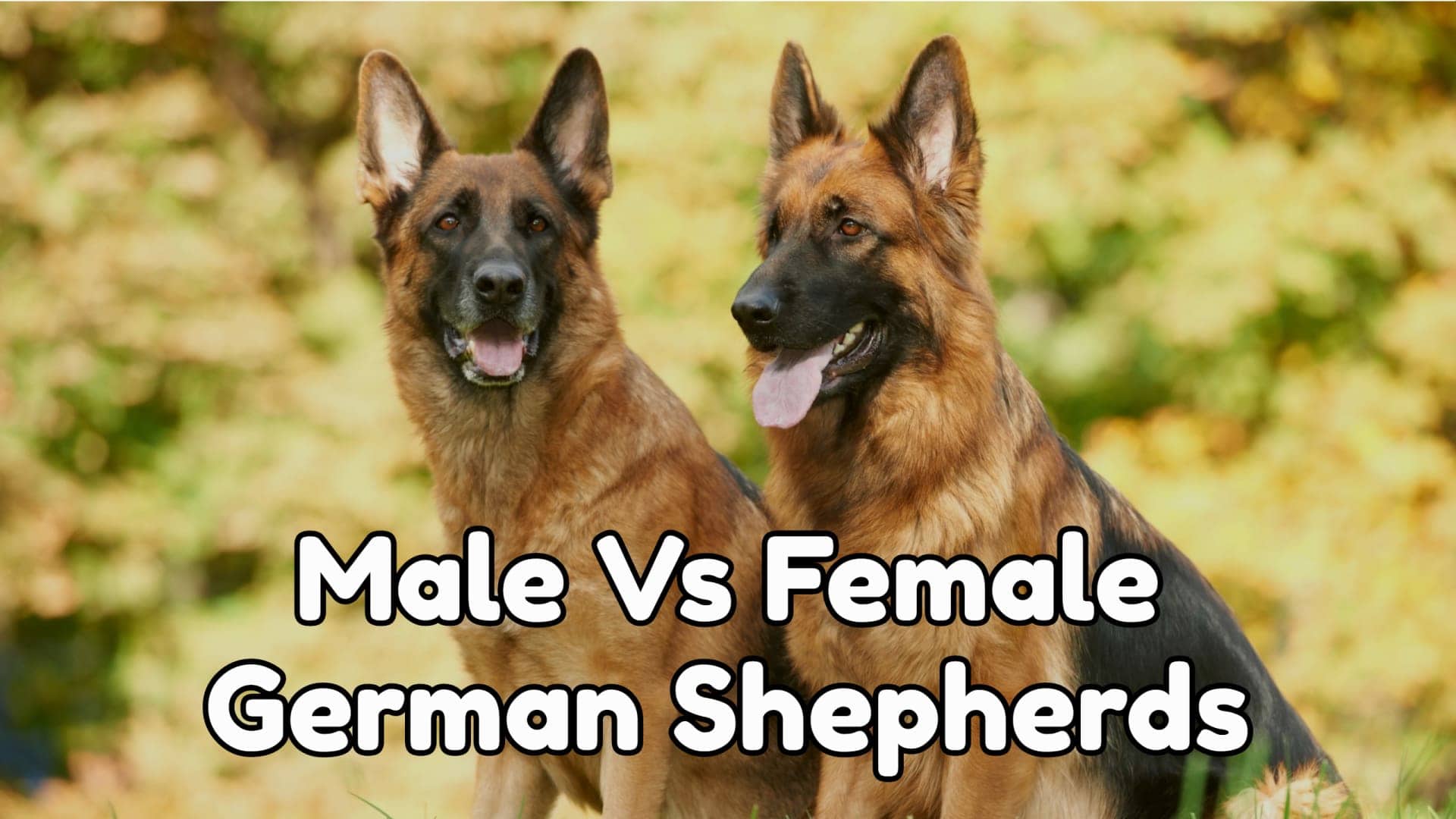 Male Vs Female German Shepherds