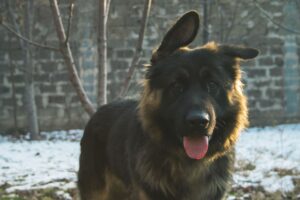 German Shepherd And Yorkie Mix