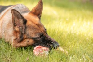 German Shepherd Eating Raw Meat