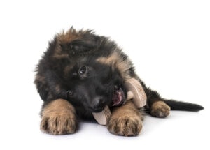 How To Train An 8 Week Old German Shepherd Puppy