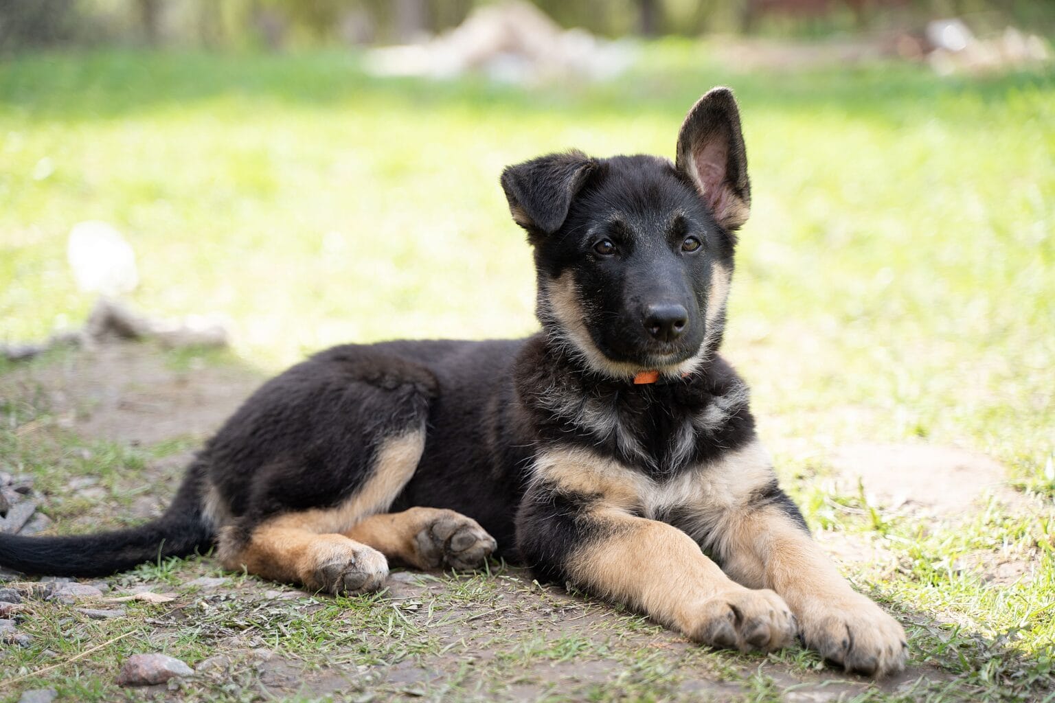 8 Week Old German Shepherd Puppy - Care And Training Guide - All About ...